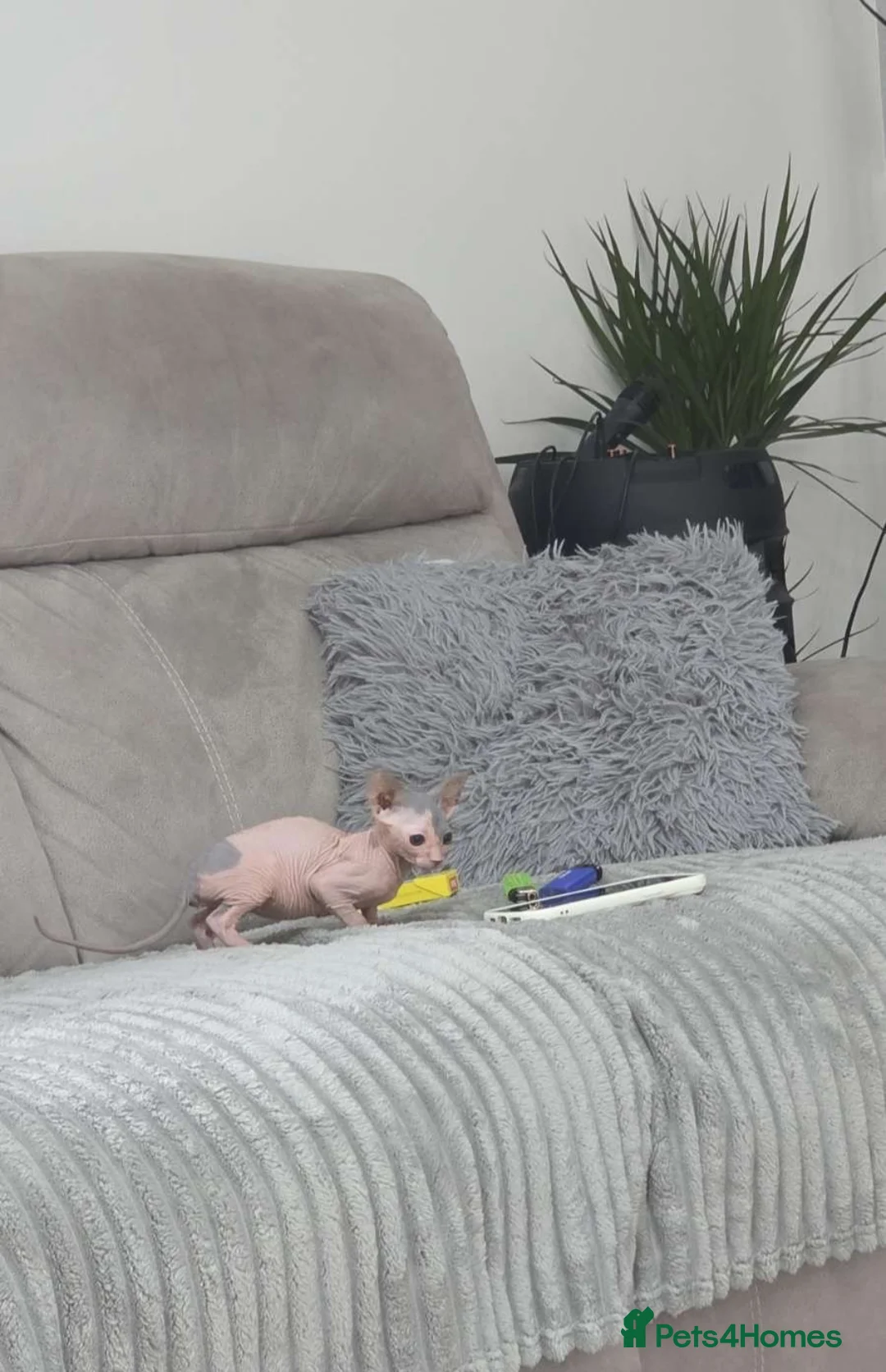 Sphynx cats for sale: Sphynx kitten for sale  - Advert 2