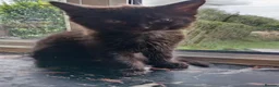 Mixed Breed cats for sale: Mixed long and short haired kittens - Advert 1