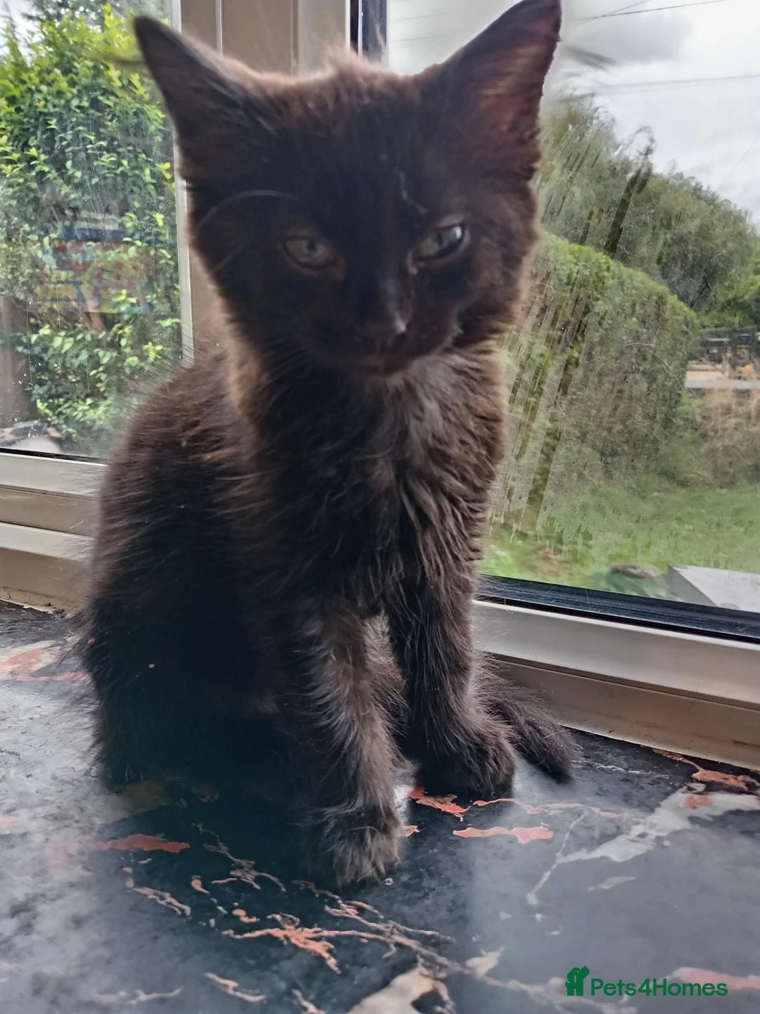 Mixed Breed cats for sale: Mixed long and short haired kittens - Advert 1