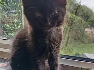 Mixed Breed cats Mixed long and short haired kittens - Advert 1