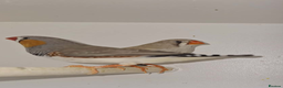 Finches birds for sale: Zebra Finches  - Advert 1
