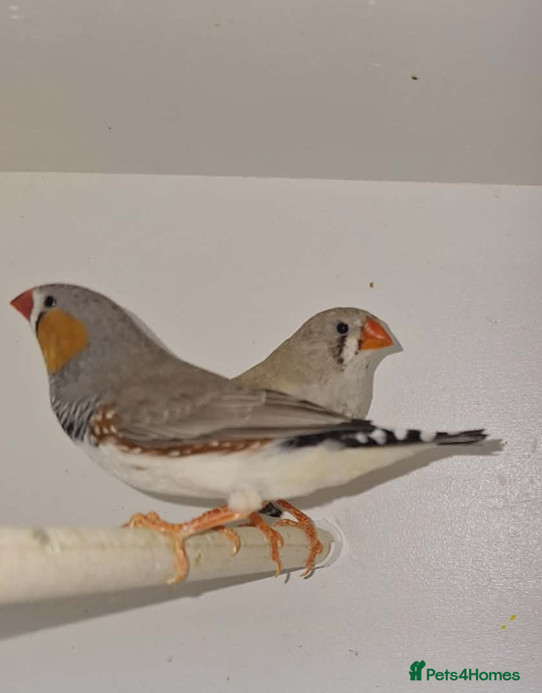 Finches birds for sale: Zebra Finches  - Advert 1