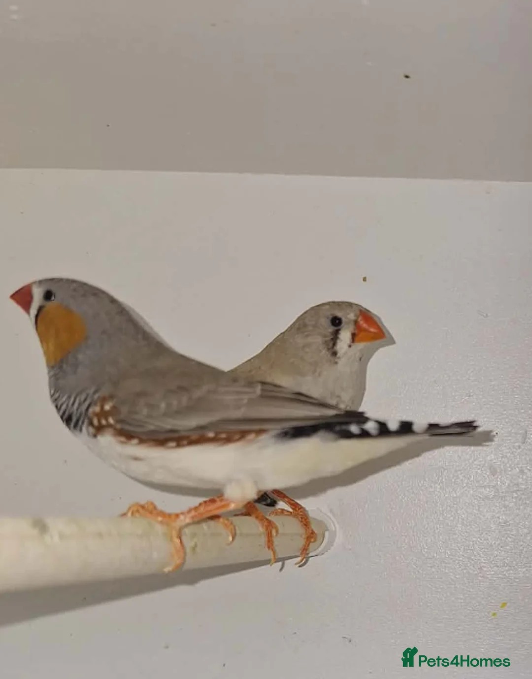 Finches birds for sale: Zebra Finches  - Advert 1
