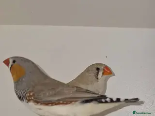 Finches birds Zebra Finches - Advert 2