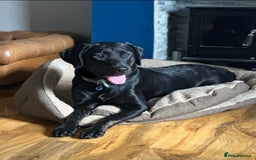 Labrador Retriever dogs for sale: Stunning KC Registered FoxRed/Black Labrador Pups  - Image 19