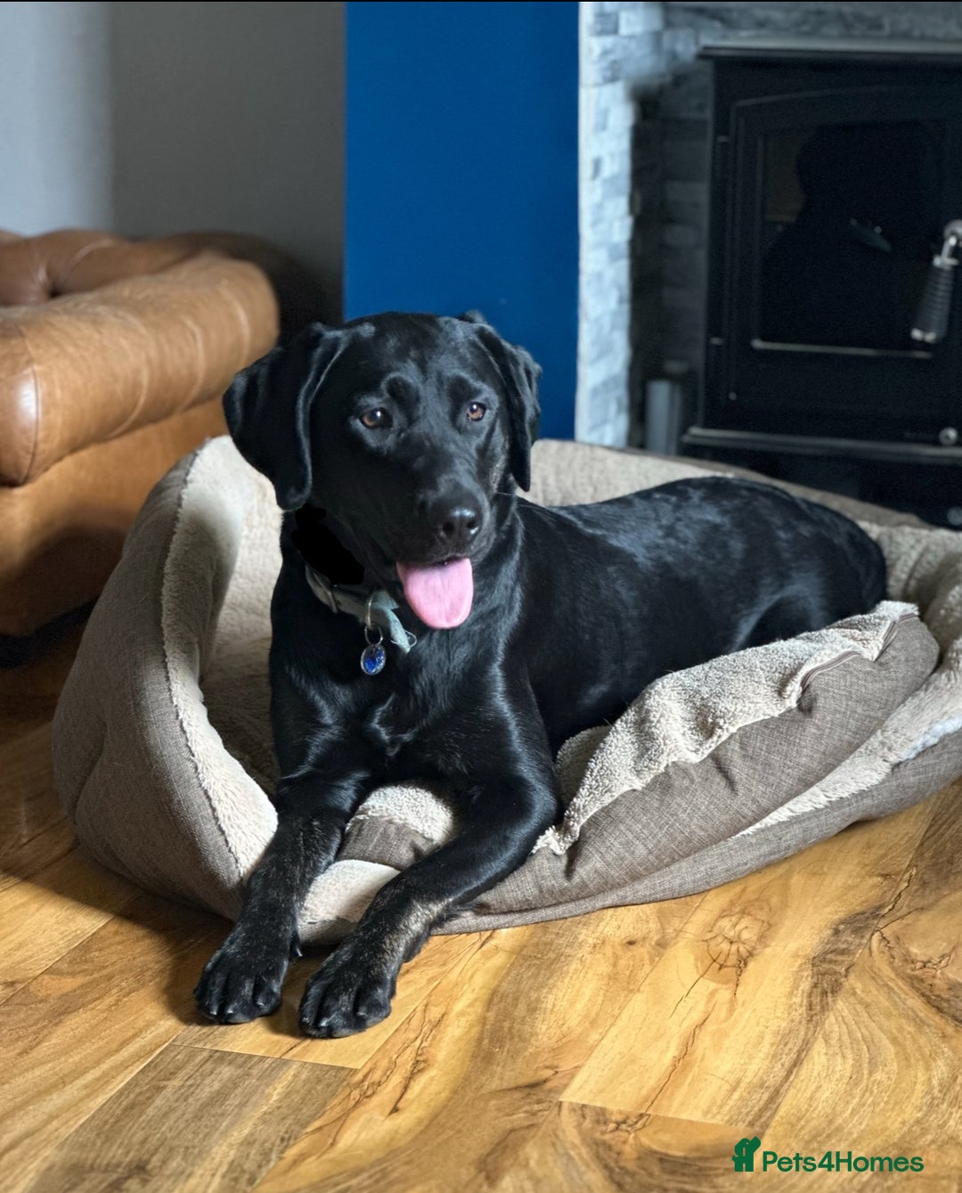 Labrador Retriever dogs for sale: Stunning KC Registered FoxRed/Black Labrador Pups  - Image 19