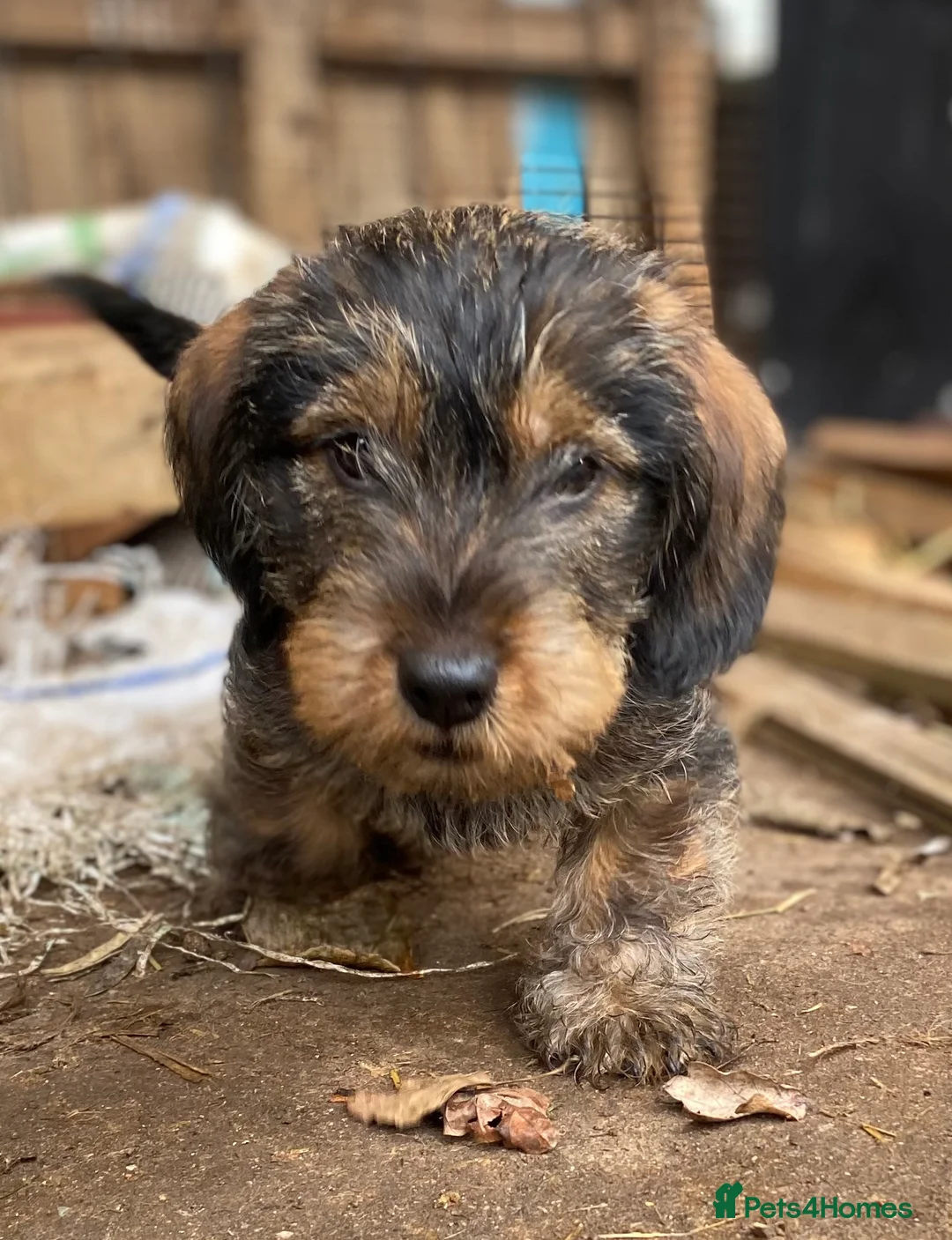 Dachshund dogs for sale: Schweenie puppies  - Advert 5