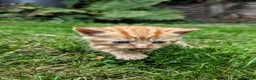 Mixed Breed cats for sale: Georgous Kittens Looking For A New Home - Advert 27