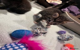 Mixed Breed cats for sale: Mixed Breed Kittens 🐈‍⬛ 🐾  - Image 6
