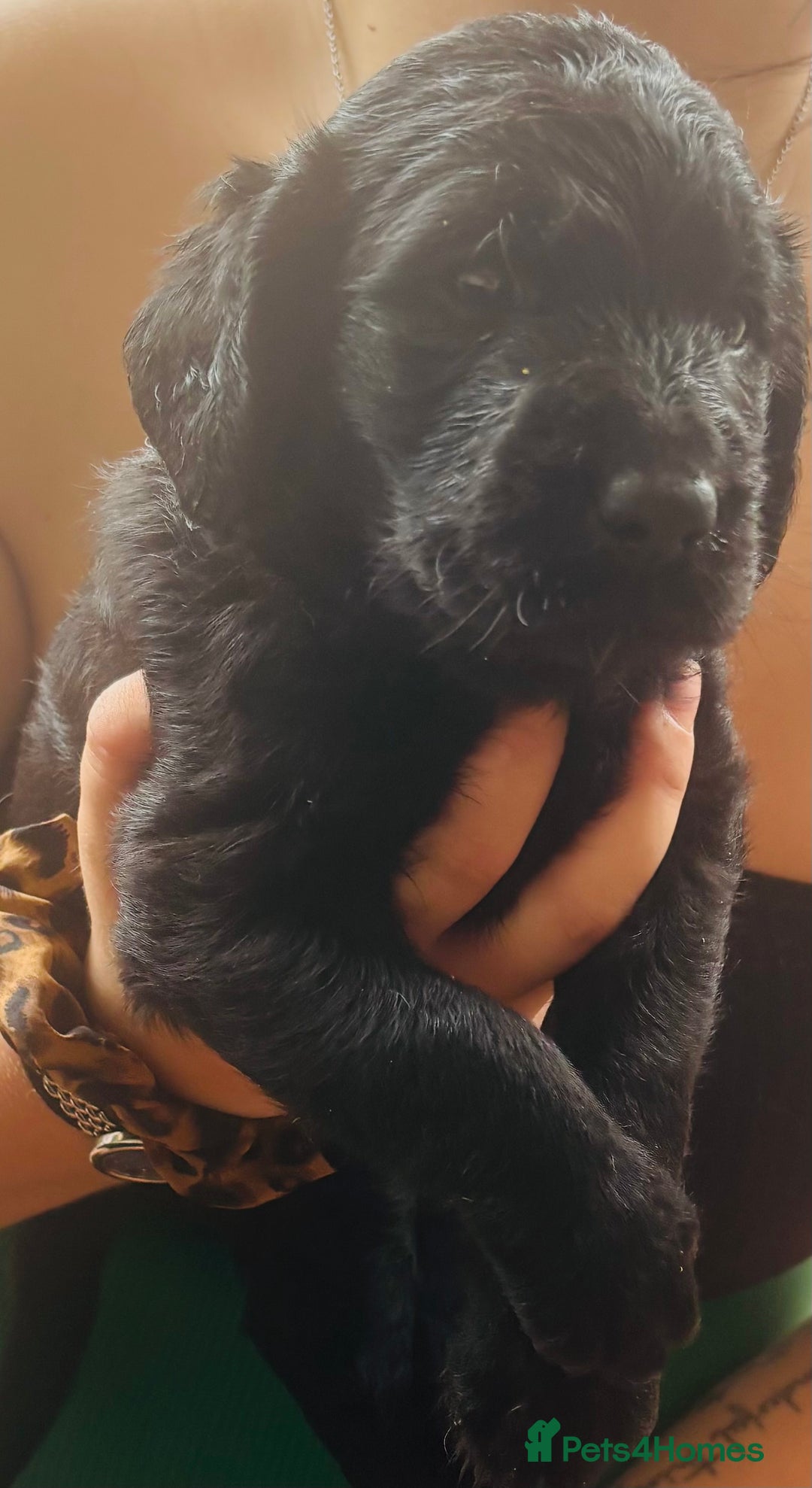 Labradoodle dogs for sale: Stunning chunky labradoodle pups  - Image 1