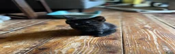 Mixed Breed cats for sale: Four varied mixed breed kittens - Advert 26