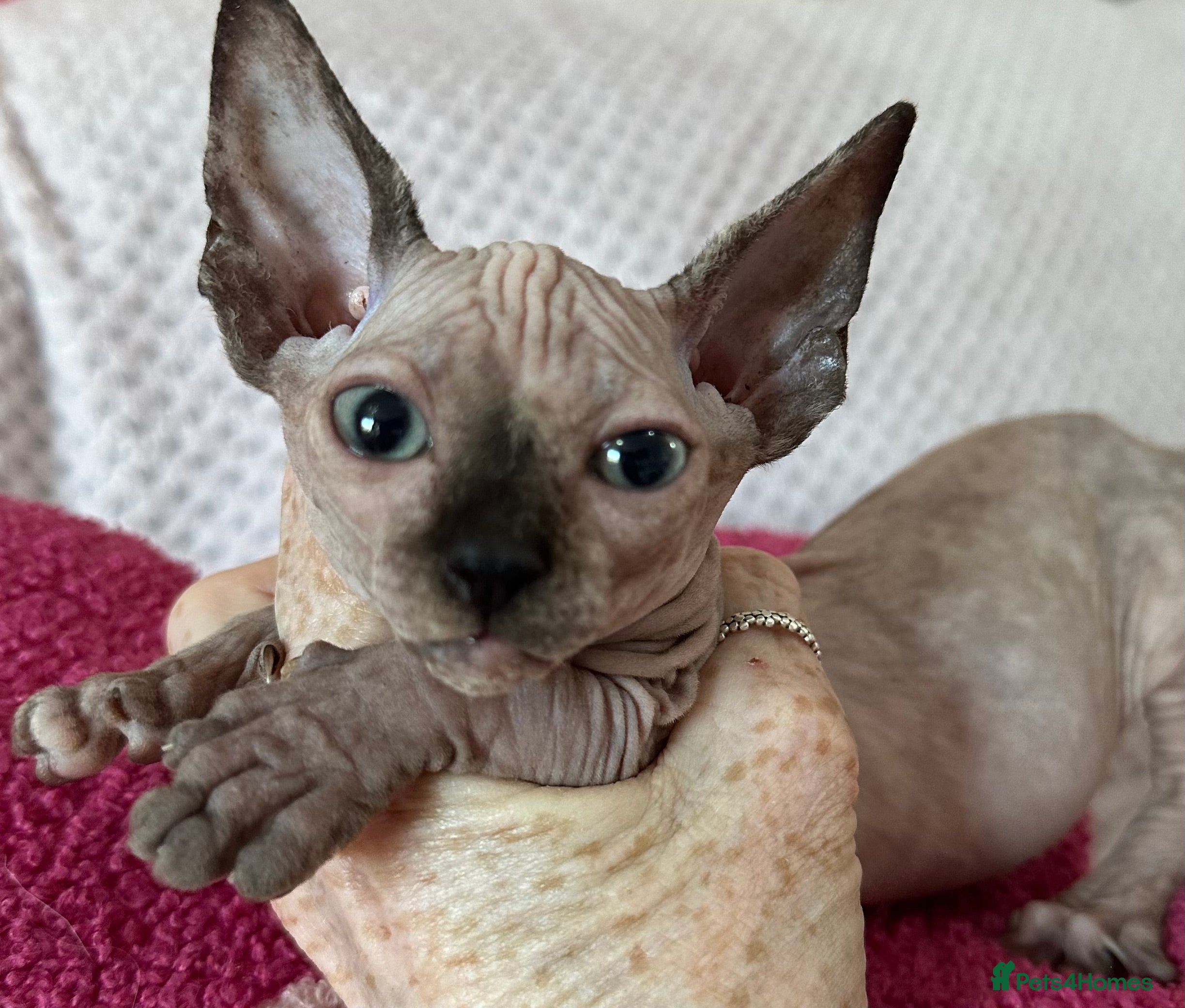 Sphynx cats Canadian sphynx kittens  - Advert 16
