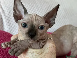 Sphynx cats Canadian sphynx kittens - Advert 4