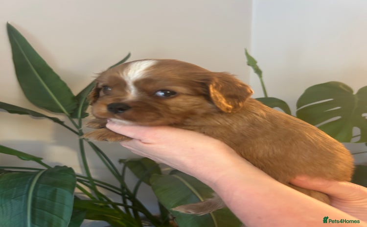 Cavalier King Charles Spaniel dogs - Advert 2