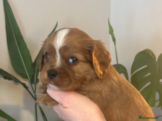 Cavalier King Charles Spaniel dogs ONE KC REG CAVALIER KING CHARLES BOY AVAILABLE - Advert 18