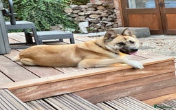 Mixed Breed dogs for sale: Kai Akita/Shepard  - Image 3