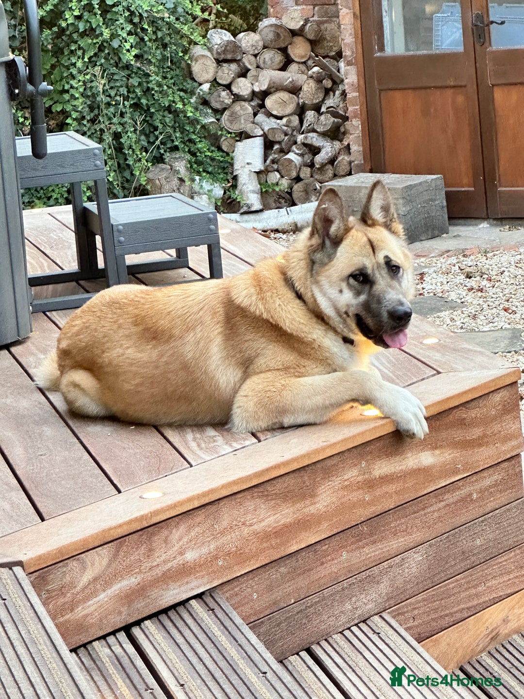 Mixed Breed dogs for sale: Kai Akita/Shepard  - Image 3