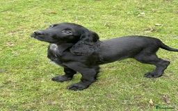 Cocker Spaniel dogs for sale: Cocker Spaniel puppies for sale - Image 2
