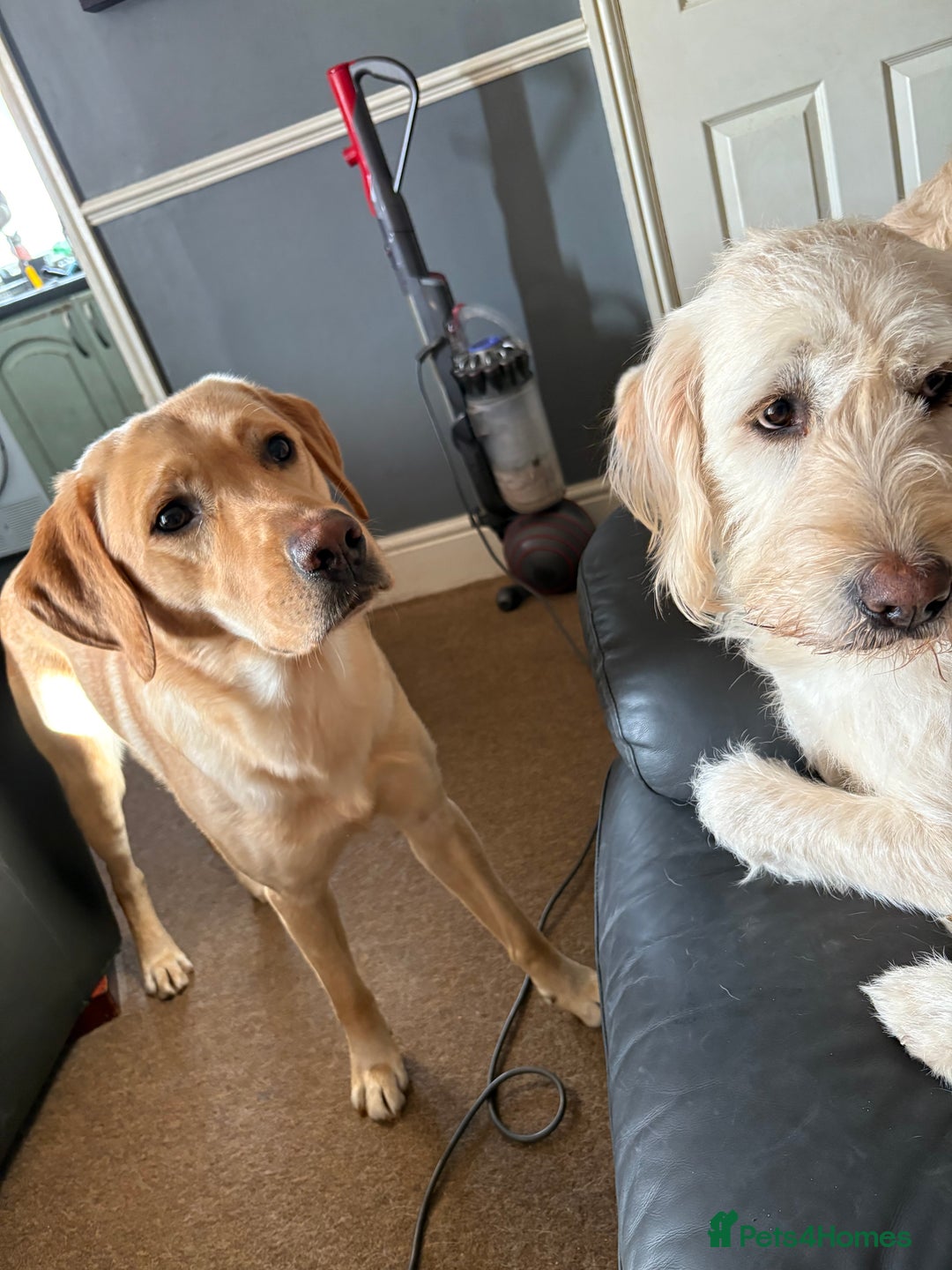 Goldador dogs for sale: Goldador Mix Puppies for sale - Advert 9