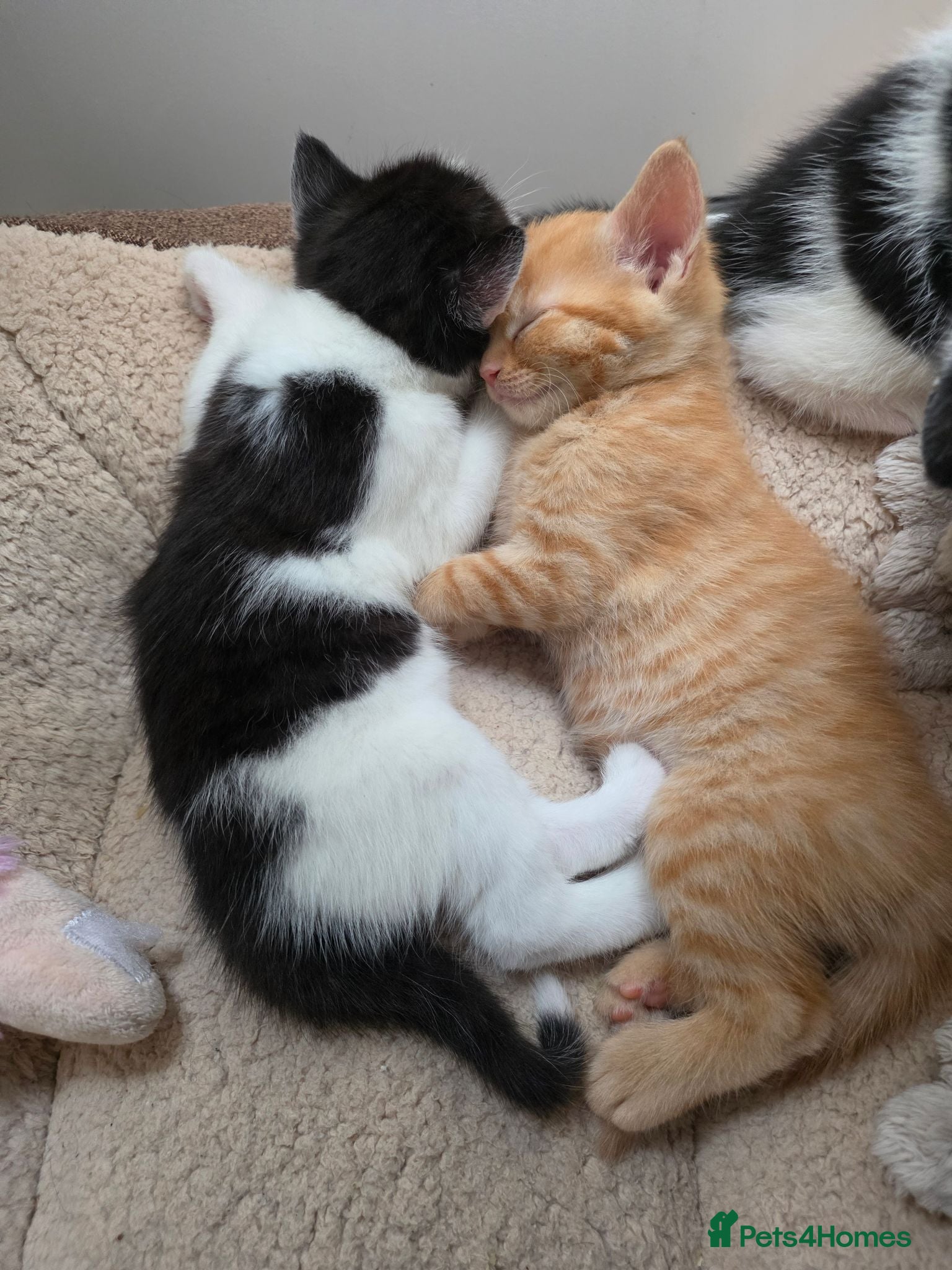 Mixed Breed cats 5 kittens looking for loving family  - Advert 15