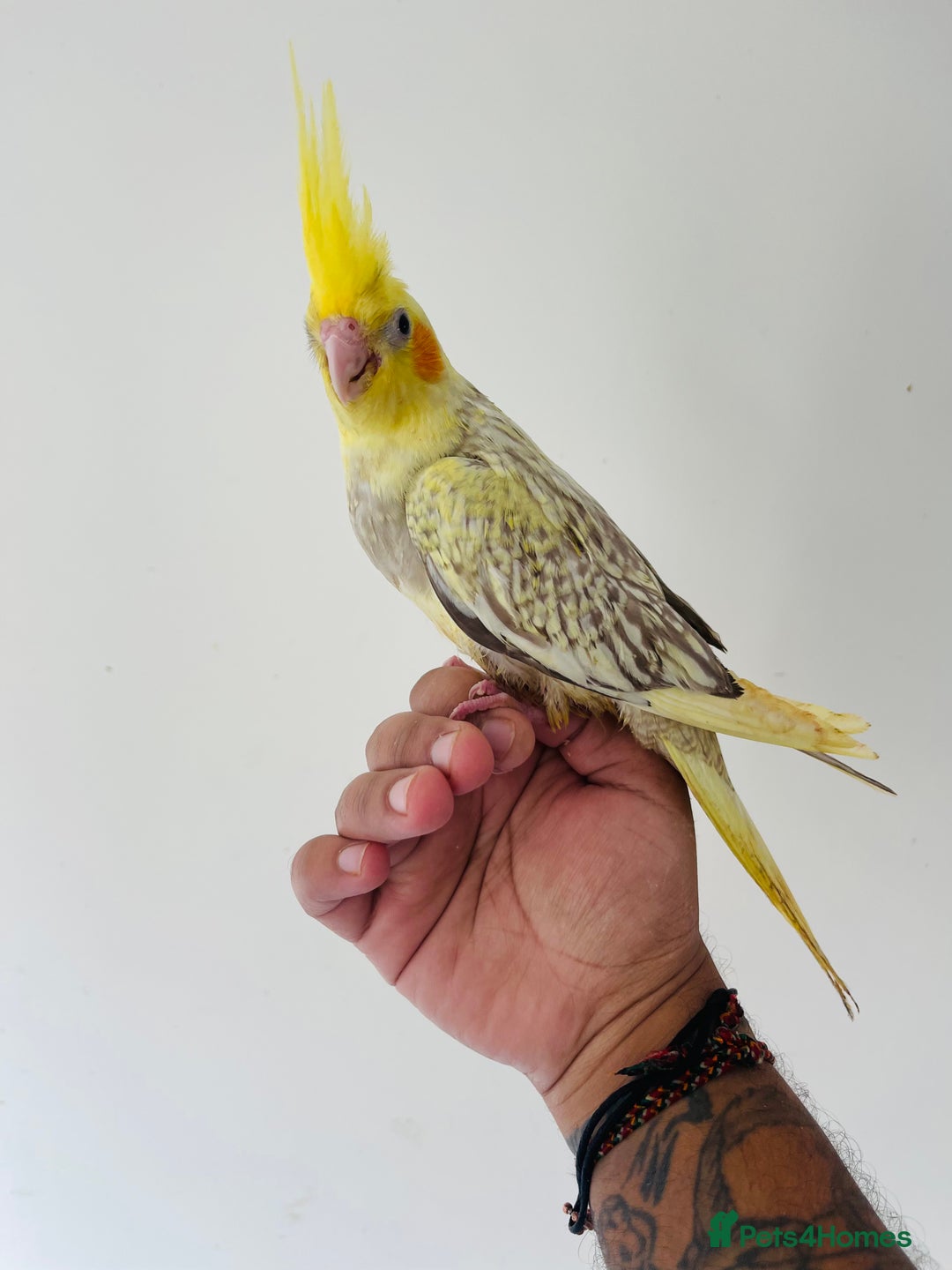 Cockatiels birds for sale: Hand reared cockatiels for sale  - Image 8
