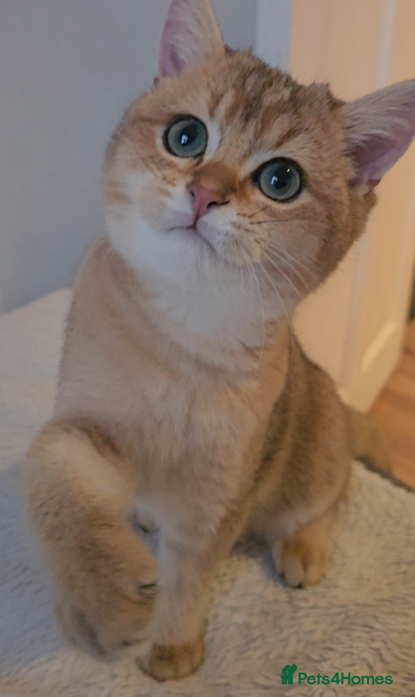 British Shorthair cats BSH GOLDEN KITTENS - Advert 4