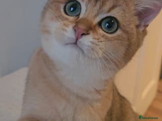 British Shorthair cats BSH GOLDEN KITTENS - Advert 8