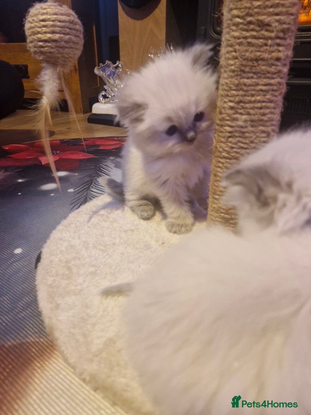 Ragdoll cats for sale: Lovely ragdoll baby's  - Advert 19