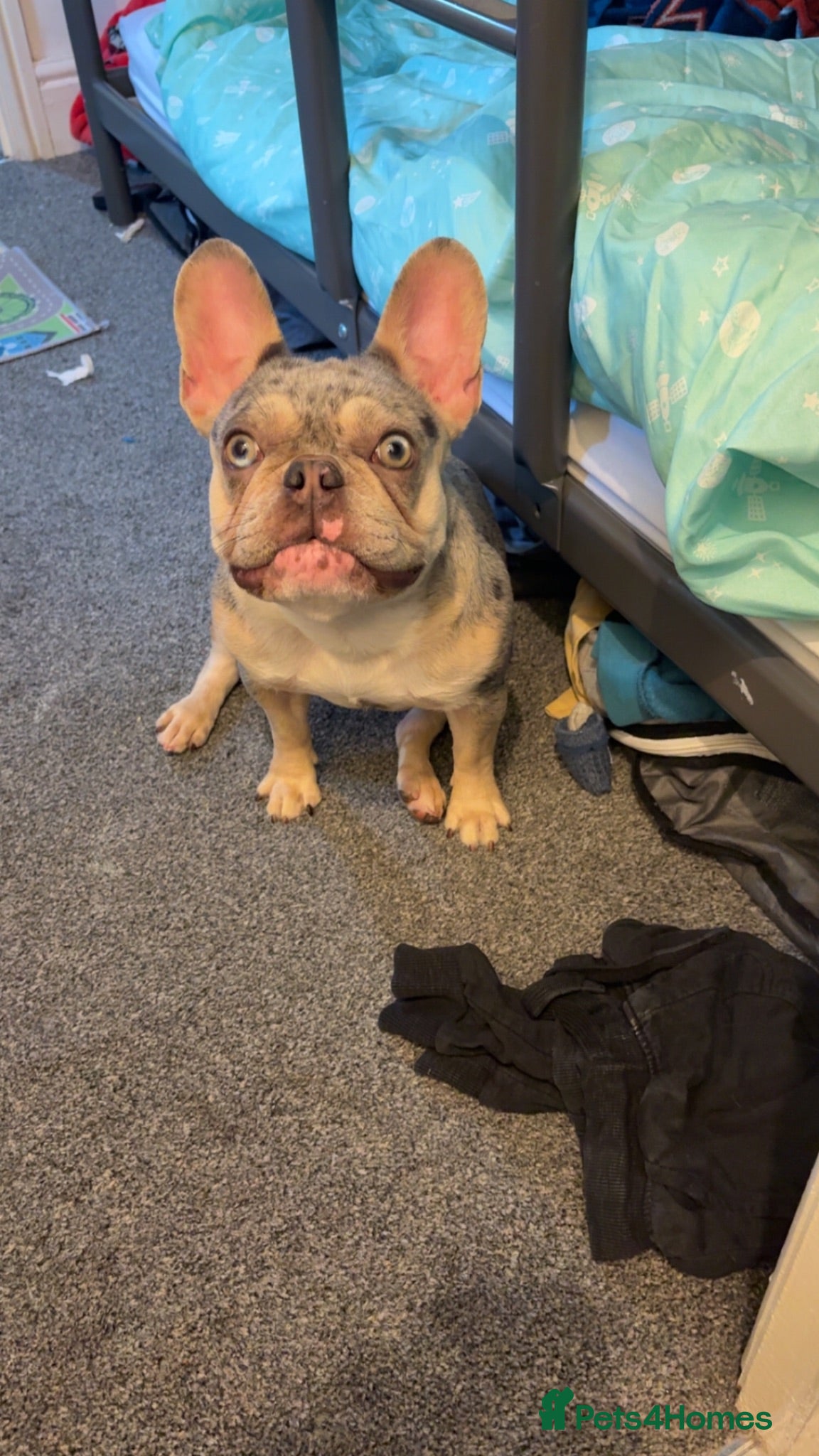 French Bulldog dogs female french bulldog - Advert 1
