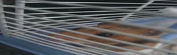 Hamster rodents for sale: Young Syrian hamster for sale - Advert 4