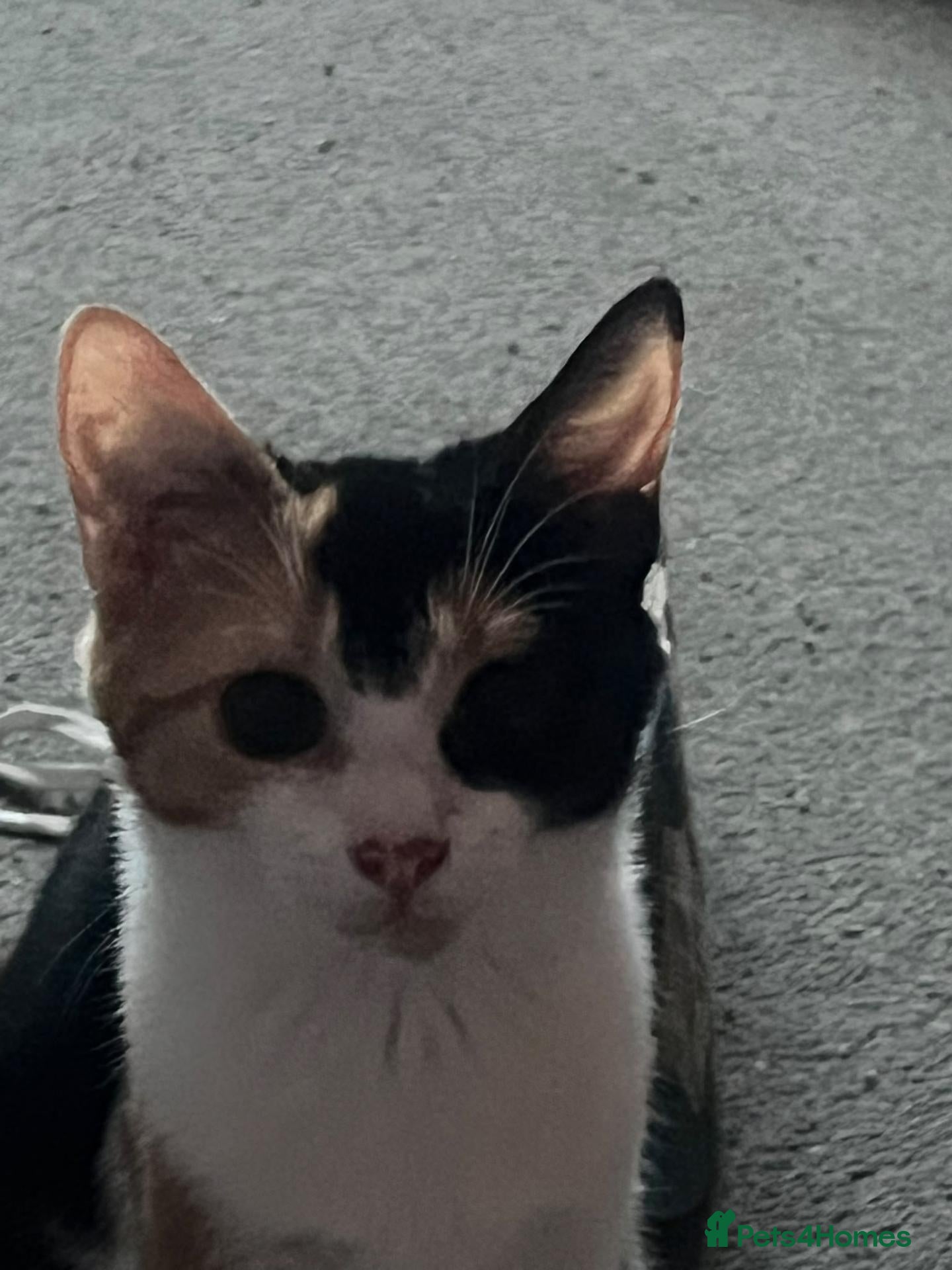 Mixed Breed cats for sale: Tinkerbelle 7 months rehome to good home - Advert 2