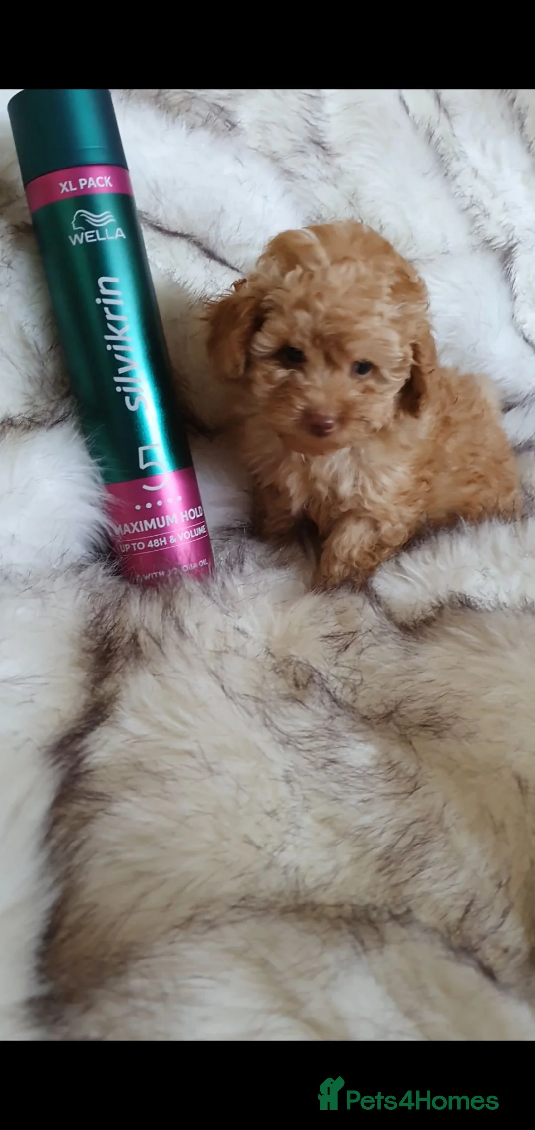 Toy Poodle dogs for sale: KC Toy Poodle puppies READY NOW, health tested in Barnsley - Advert 7