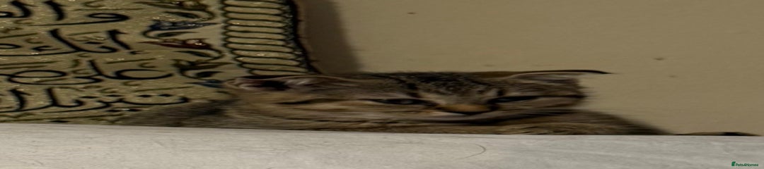 British Shorthair Kitten 1