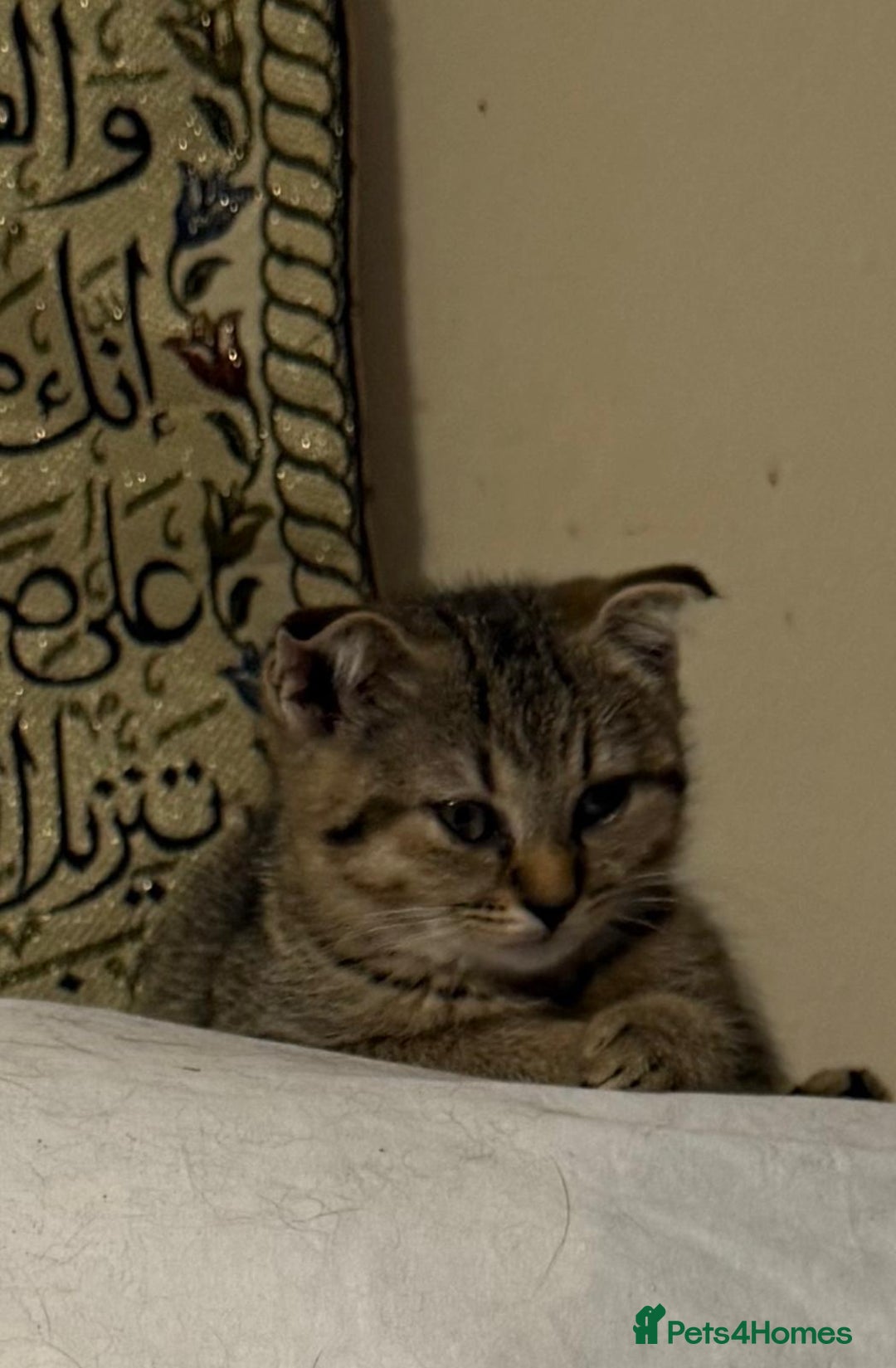 British Shorthair cats for sale: British short hair  - Image 5