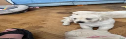 Golden Retriever dogs for sale: Little boy blue  - Advert 3