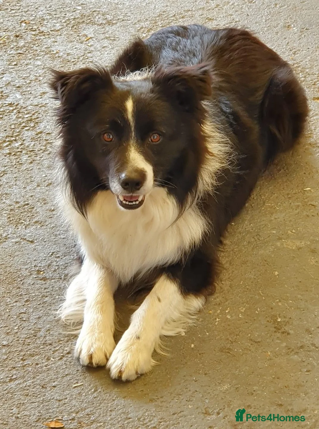 Border Collie dogs for sale: Stunning KC Reg Health Tested Border Collies - Advert 15