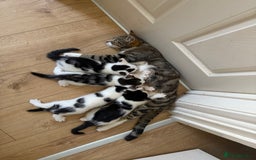 Domestic Shorthair cats for sale: 3 male kittens  - Image 8
