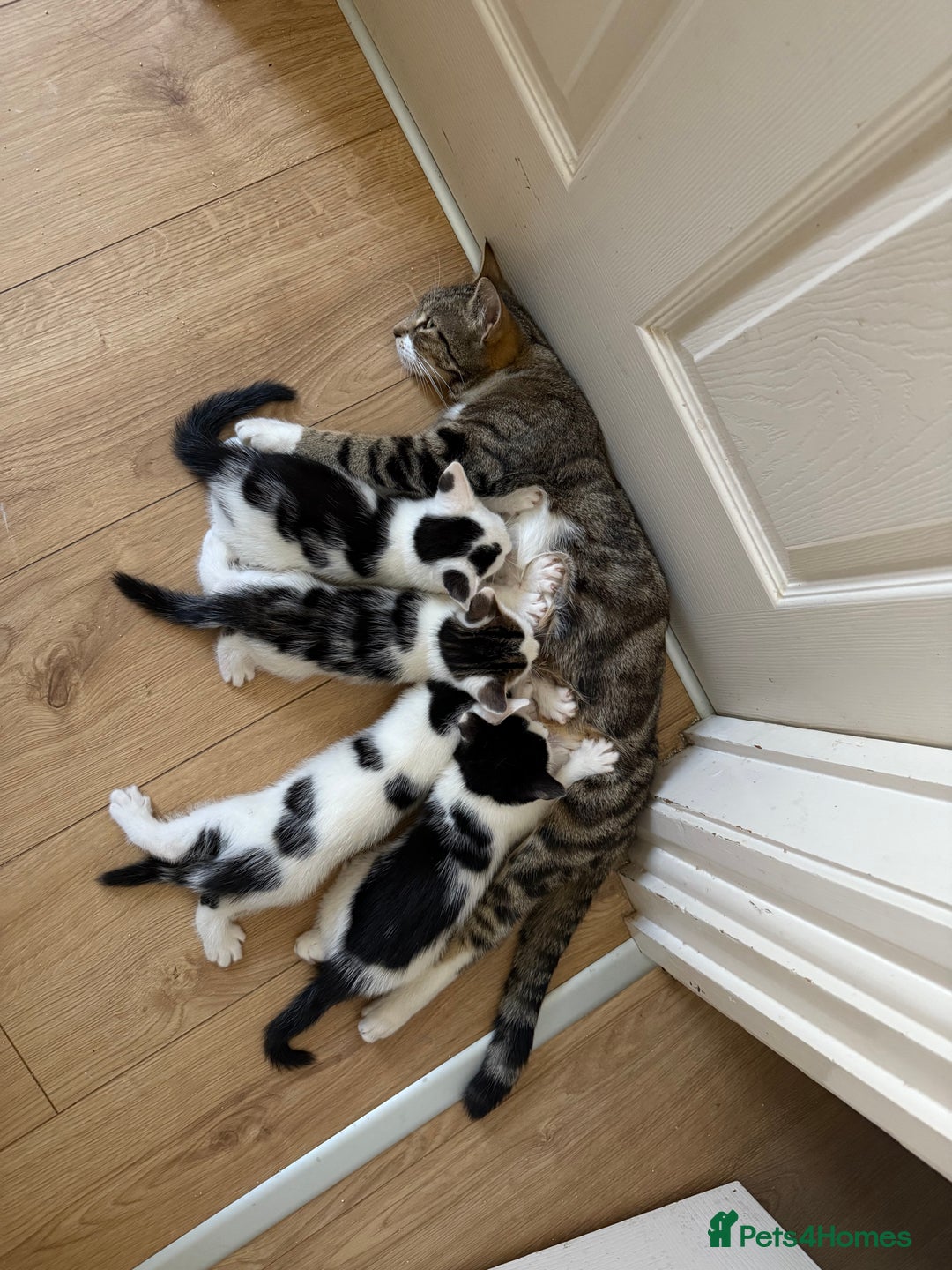 Domestic Shorthair cats for sale: 3 male kittens  - Image 8