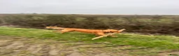Cocker Spaniel dogs for stud: Handsome Golden Cocker Spaniel Stud  - Advert 11