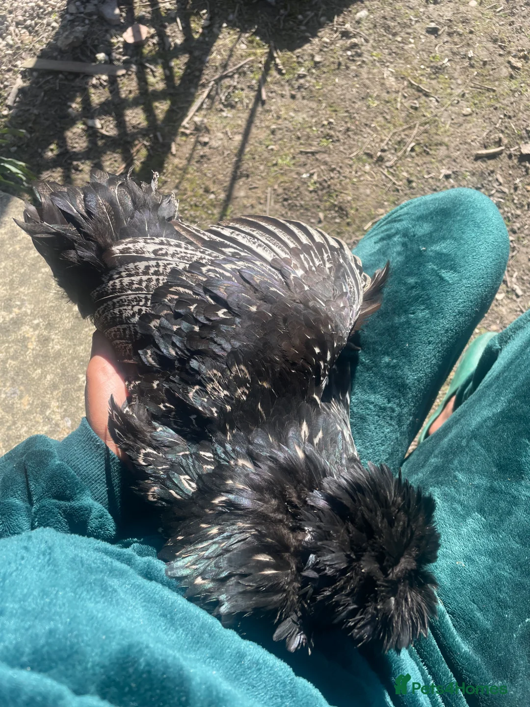 Chickens poultry for sale: Beautiful mixed breed hen for sale in Luton - Advert 2