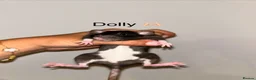 Rat rodents for sale: Beautiful baby rats  in Chelmsford - Advert 3