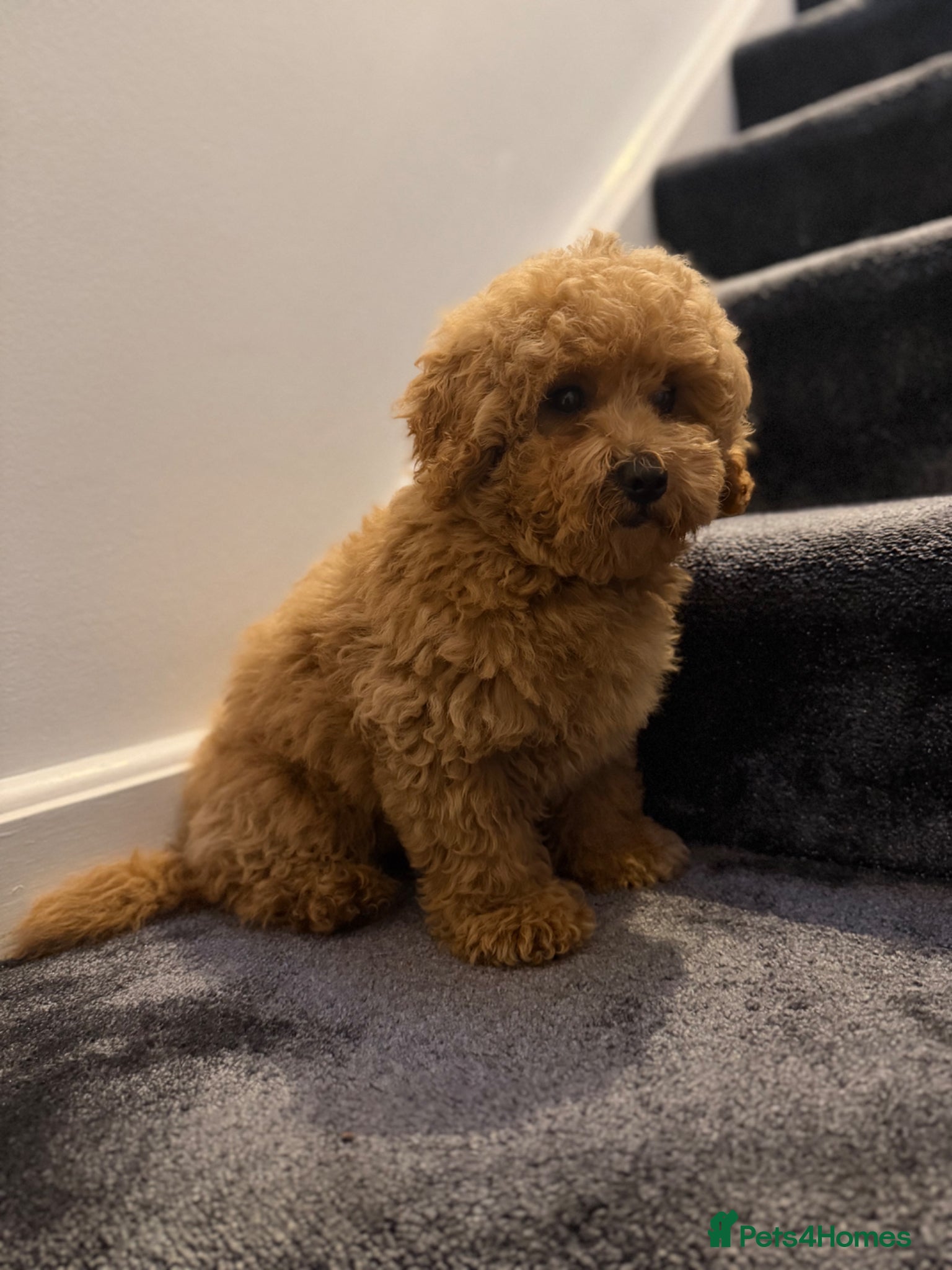Maltipoo dogs for sale: Beautiful Red Maltipoo puppies for sale  - Advert 7