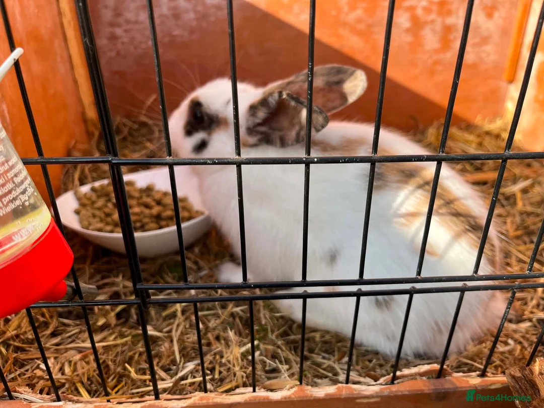 Mixed Breed rabbits for sale: Male rabbit for sale  in Warminster - Advert 2