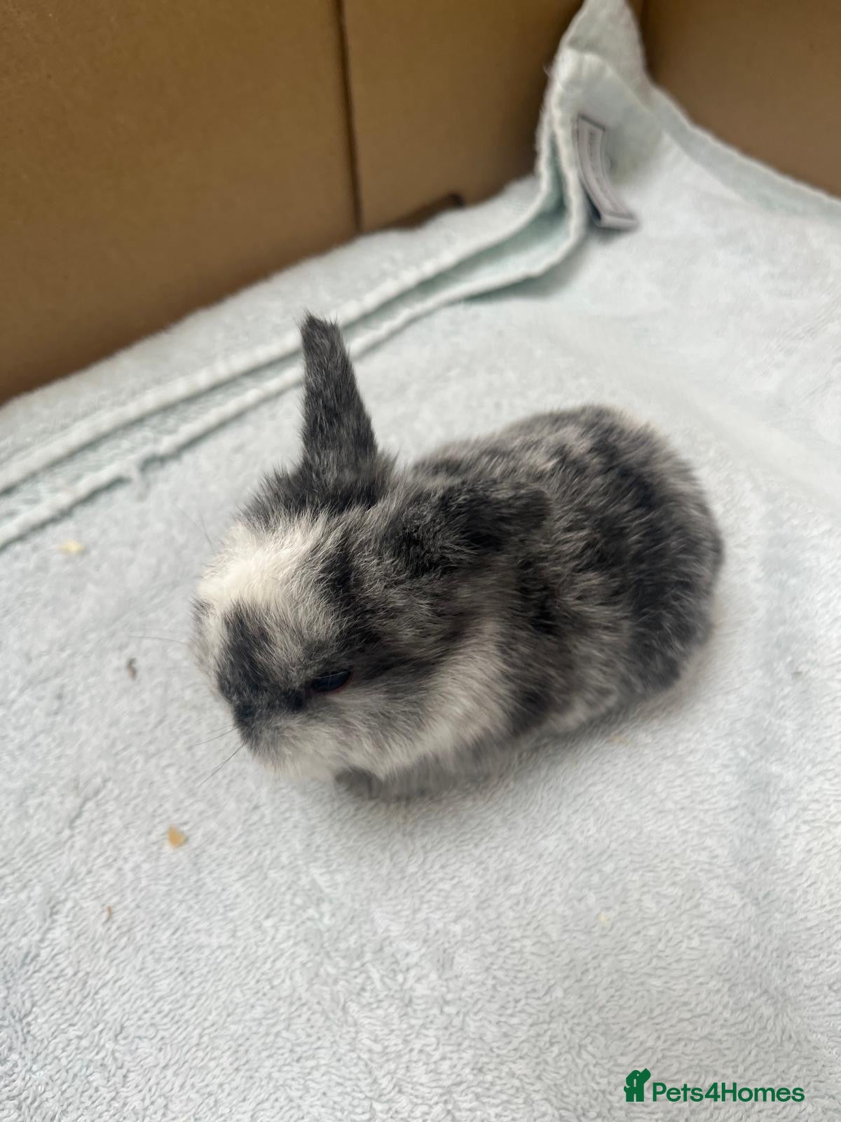 Mini Lop rabbits Gorgeous Mini Lops - Advert 10