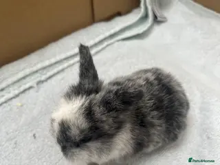 Mini Lop rabbits Gorgeous Mini Lops - Advert 10