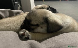 Pug dogs for sale: 2 beautiful pugs looking for their forever home - Image 7