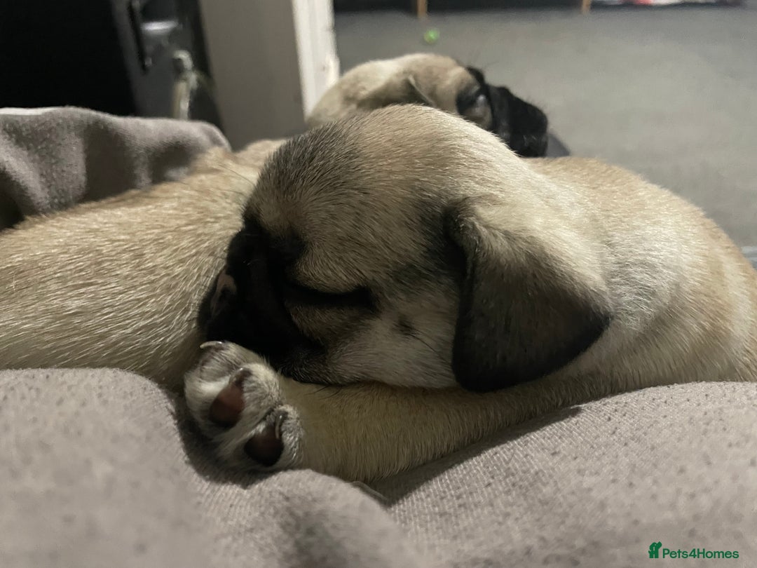 Pug dogs for sale: 2 beautiful pugs looking for their forever home - Image 7