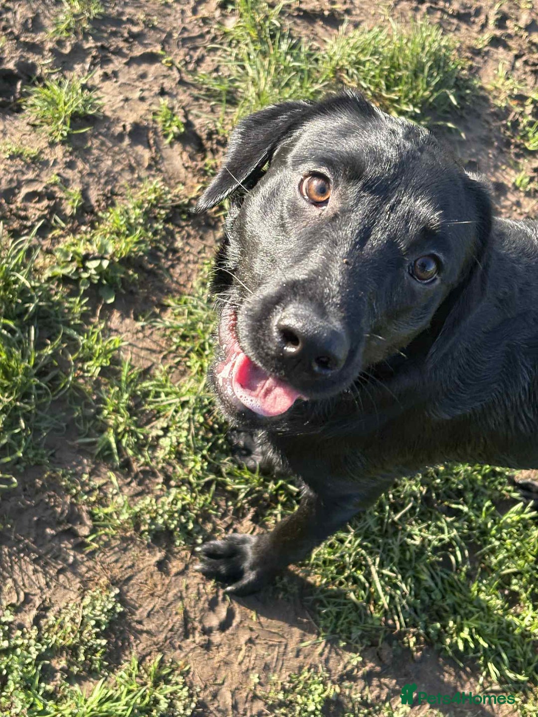 Labrador Retriever dogs for sale: labrador retriever - Advert 4