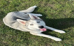 Siberian Husky dogs for sale: Siberian husky - Image 1