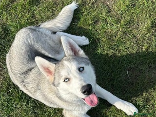 Siberian Husky dogs - Advert 1